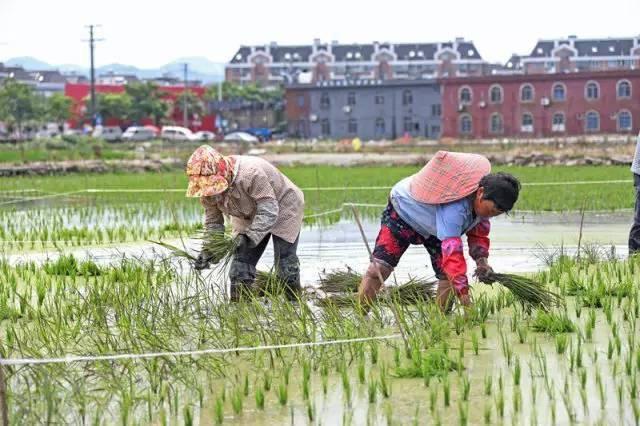 低成本小生意都有哪些（在农村月收入过万的几个小生意）-金九副业网